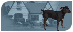 Mobile Dog Wash and Grooming